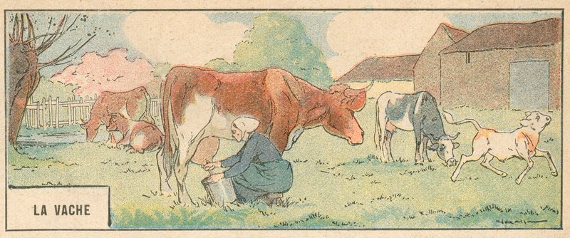 The Cow by French School