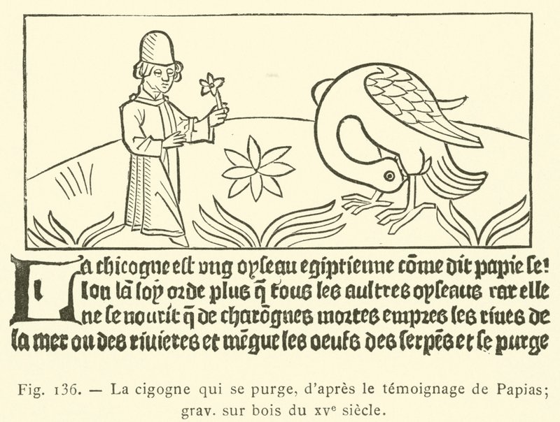 The Stork Purging Itself by French School