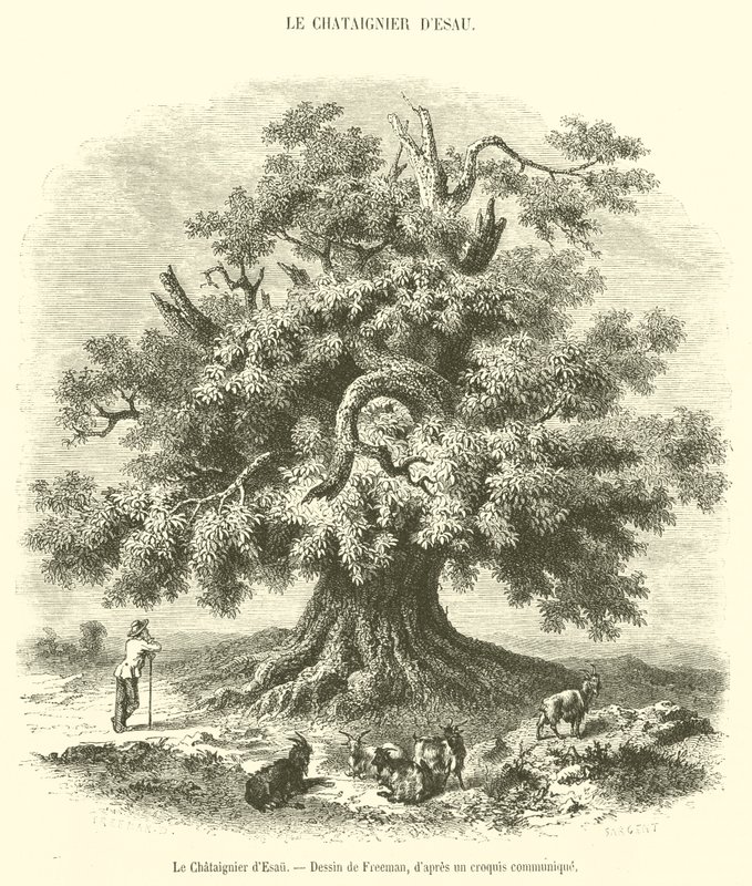 The Chestnut Tree of Esau (engraving) by French School