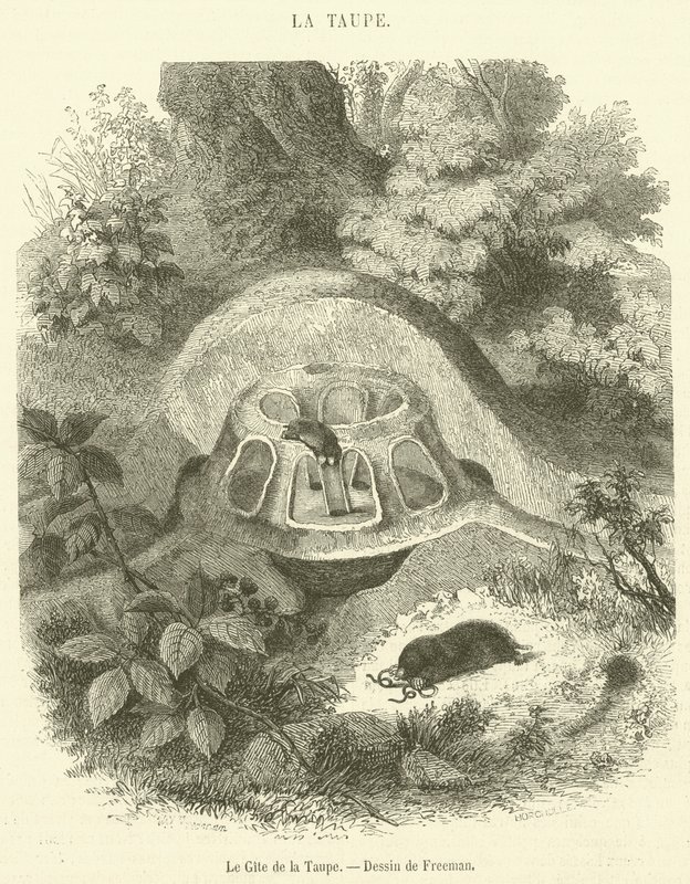 The mole