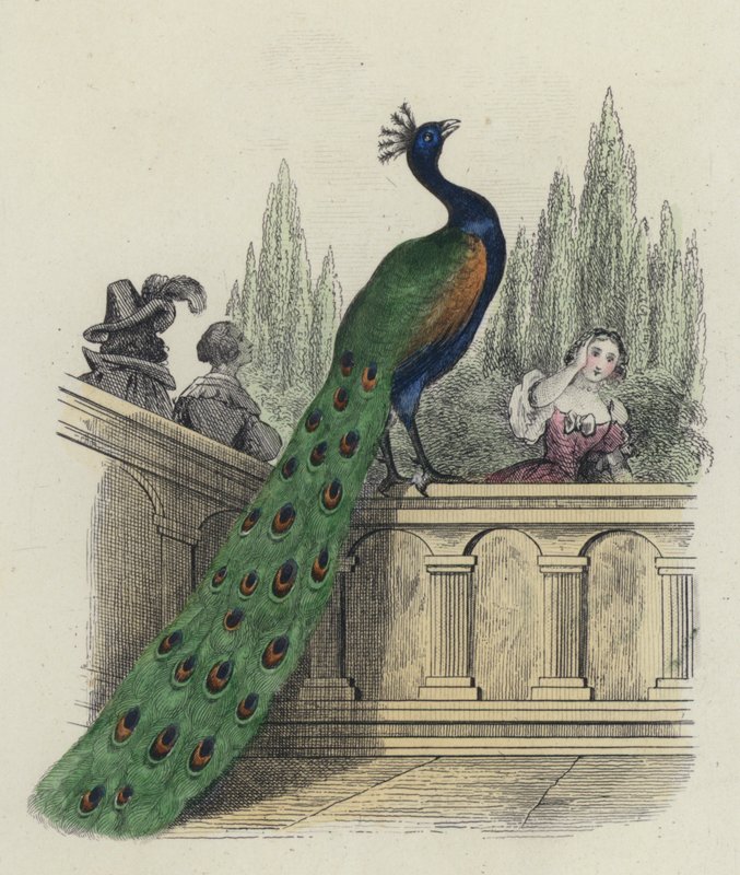 The Peacock Complaining to Juno by French School