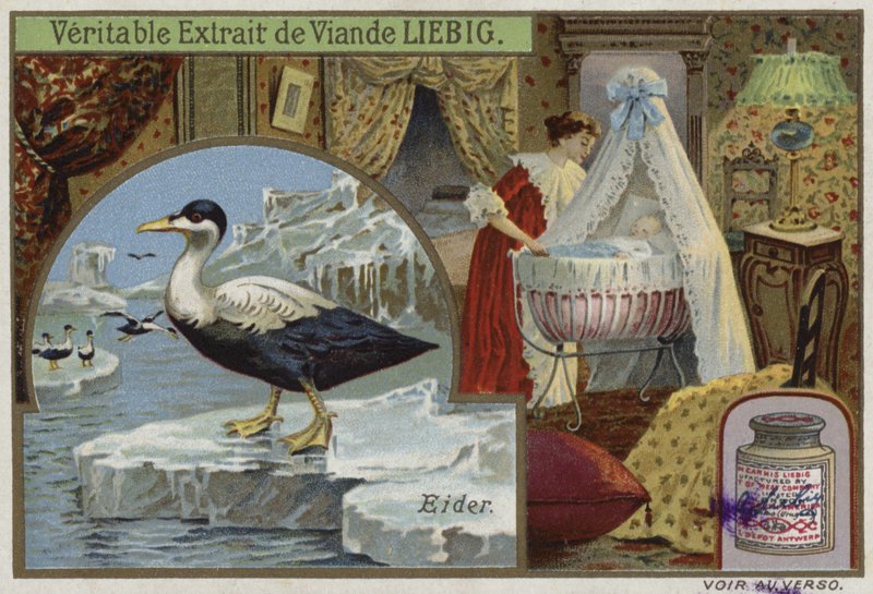 Liebig card featuring an eider by French School