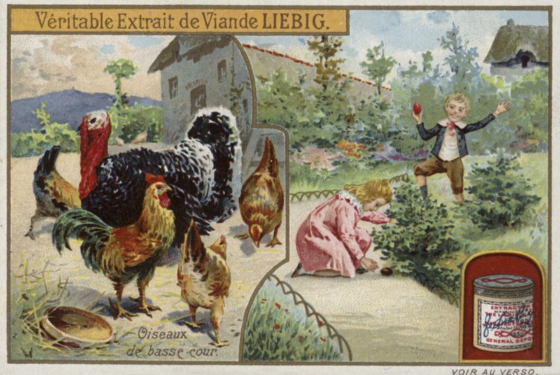 Liebig card featuring poultry by French School