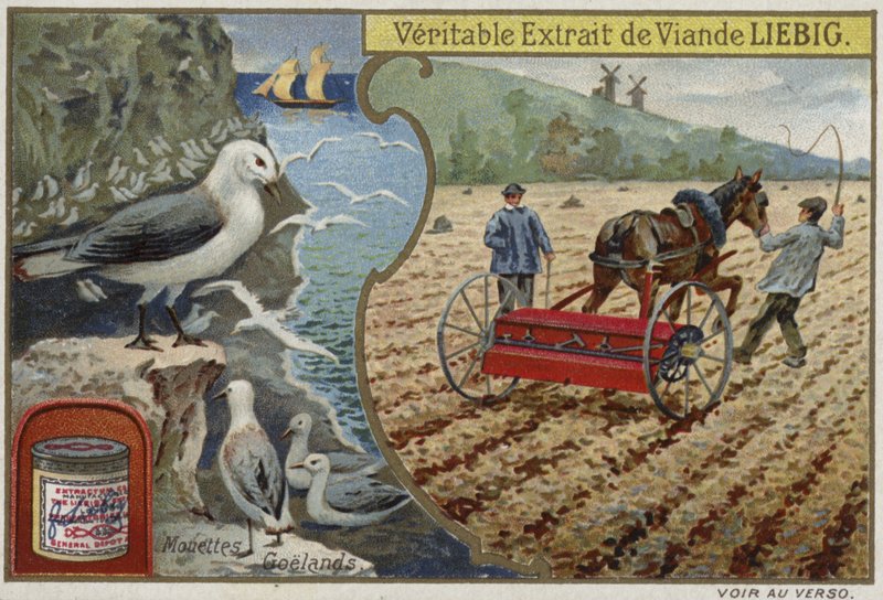 Liebig card featuring seabirds by French School