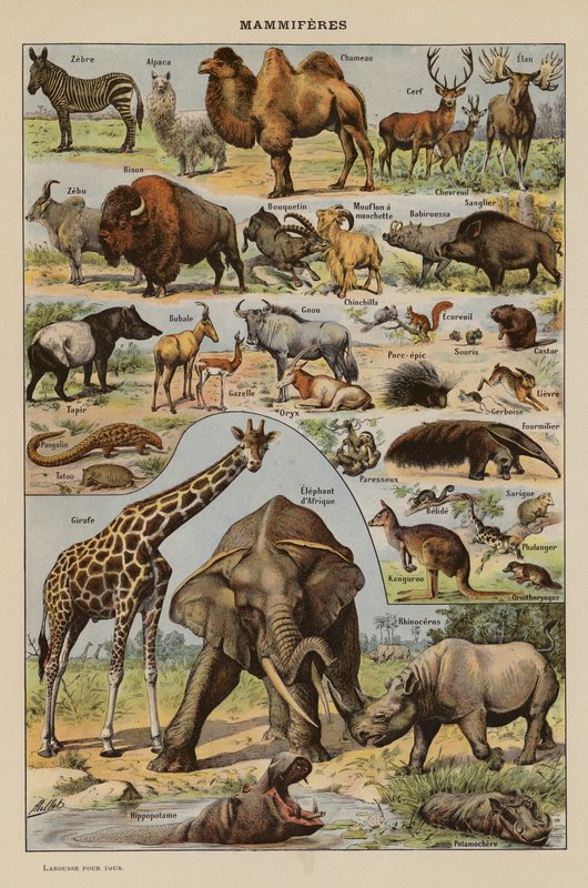 Mammals by French School