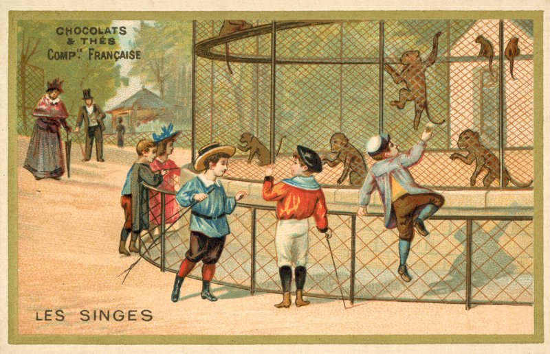 Monkeys by French School