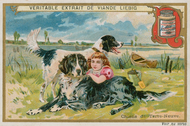 Newfoundland Dogs by French School
