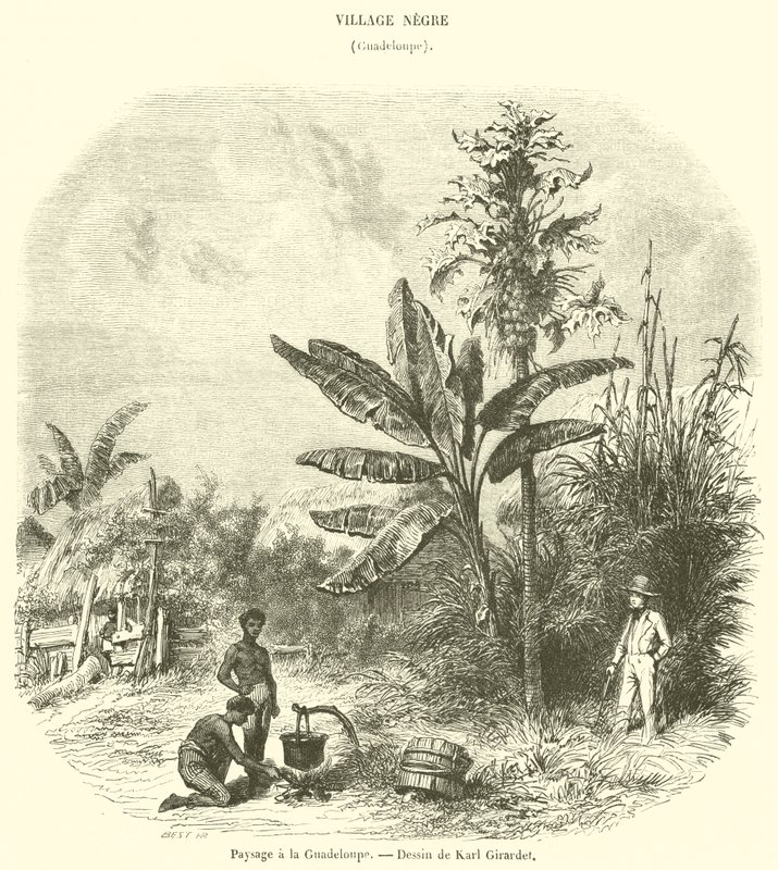 Landscape in Guadeloupe (engraving) by French School