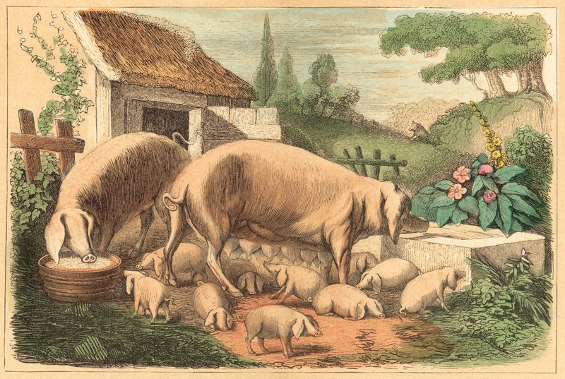 Pig by French School