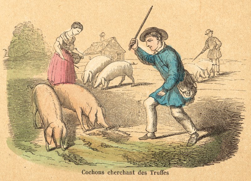 Pig (engraving) by French School