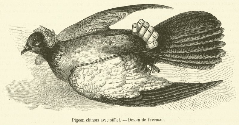 Chinese Pigeon with Whistle (engraving) by French School