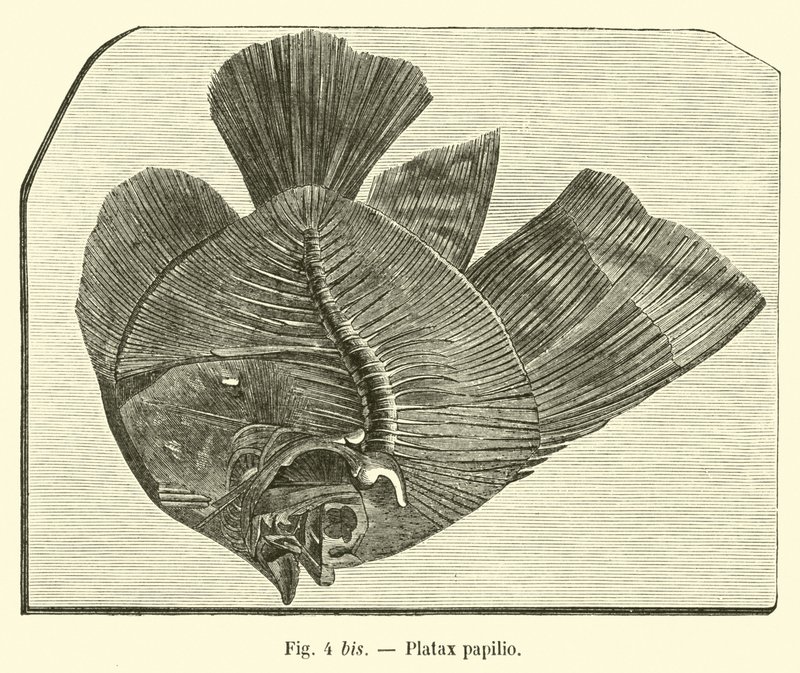 Platax Papilio by French School