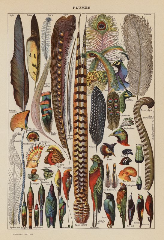 Plumes by French School