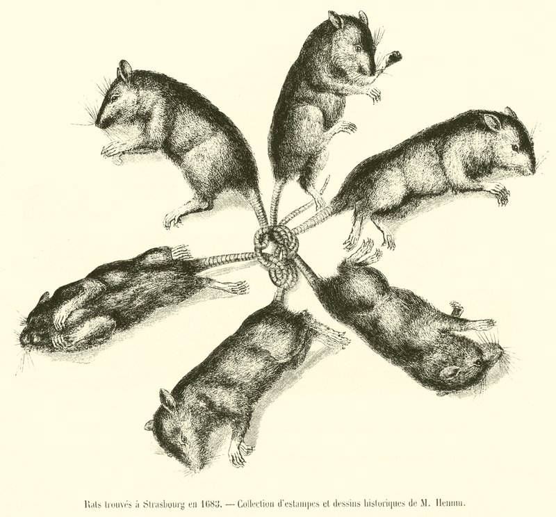 Rats Found in Strasbourg in 1683 by French School