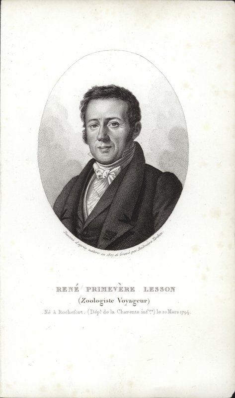 René Primevère Lesson by French School