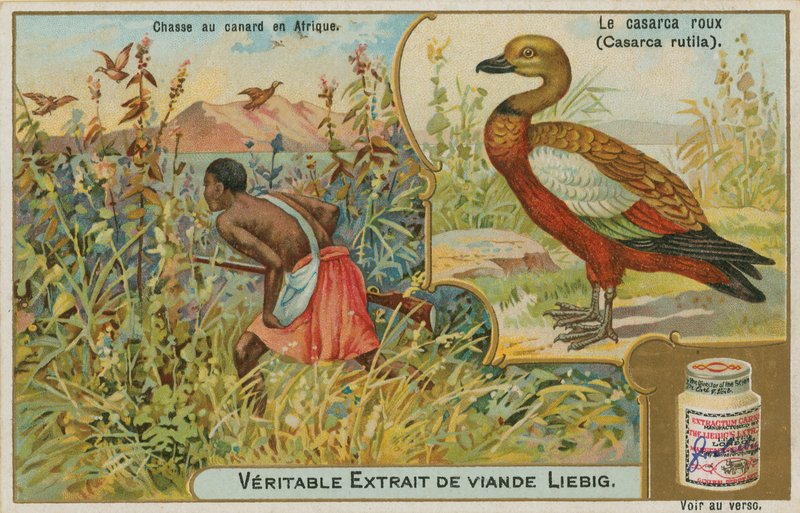 Ruddy Shelduck; Duck Hunting in Africa by French School