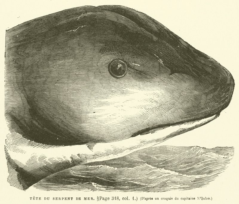 Head of the Sea Serpent by French School