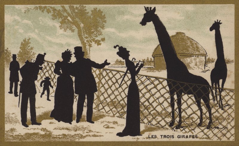 The three giraffes by French School