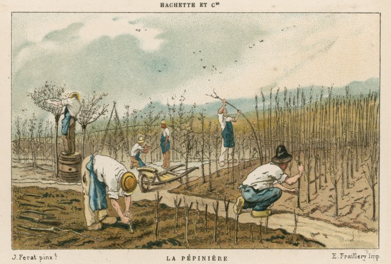 Tree Nursery by French School