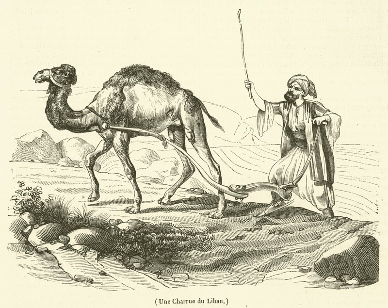 A Plow from Lebanon by French School