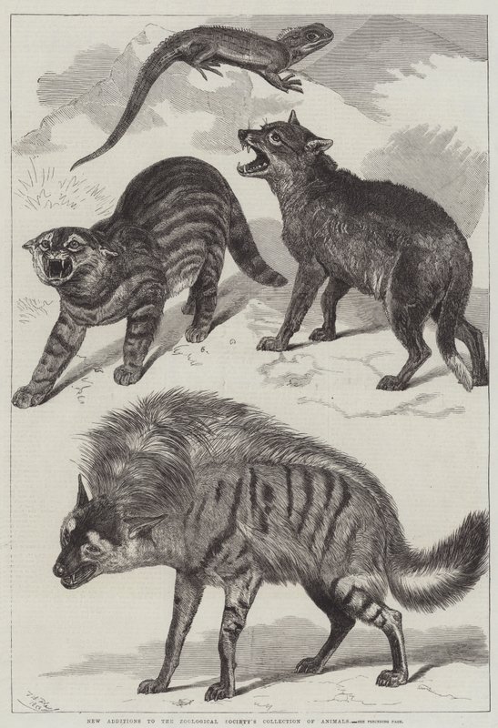 New Additions to the Zoological Society