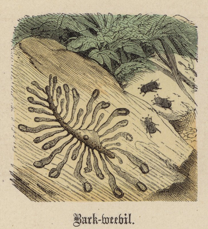 Bark-weevil by Friedrich Specht
