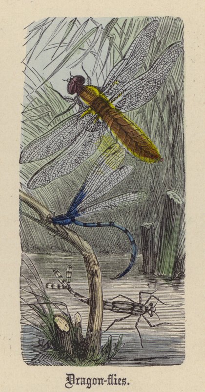 Dragon-flies by Friedrich Specht