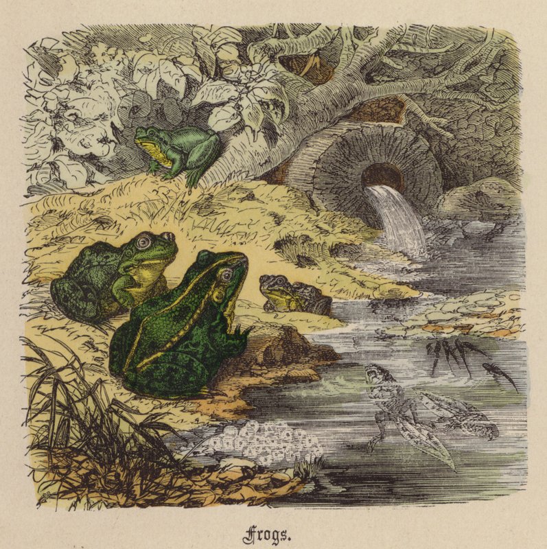 Frogs by Friedrich Specht
