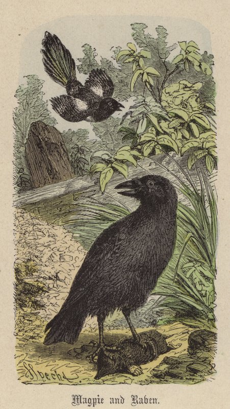 Magpie and Raven by Friedrich Specht