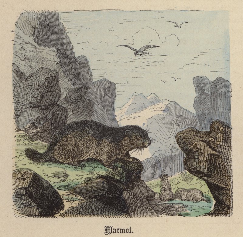 Marmot by Friedrich Specht