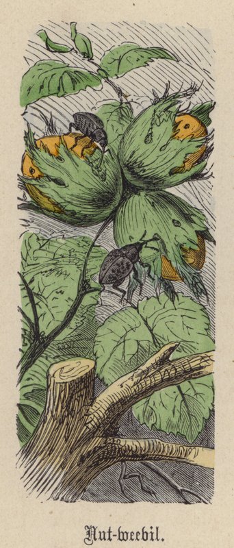 Nut-weevil by Friedrich Specht