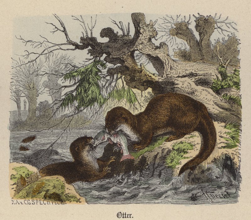 Otter by Friedrich Specht