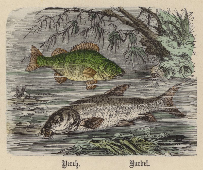 Perch, Barbel by Friedrich Specht