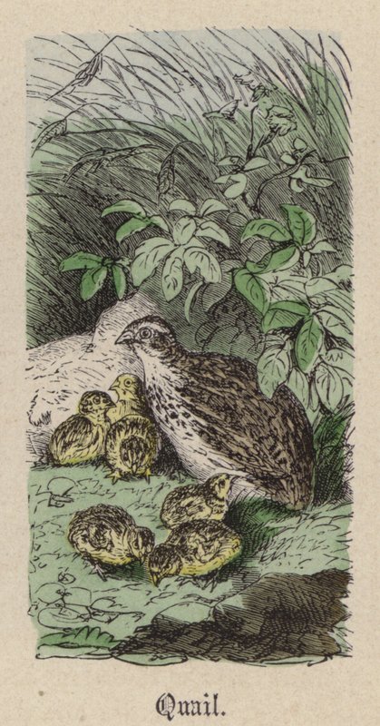 Quail by Friedrich Specht