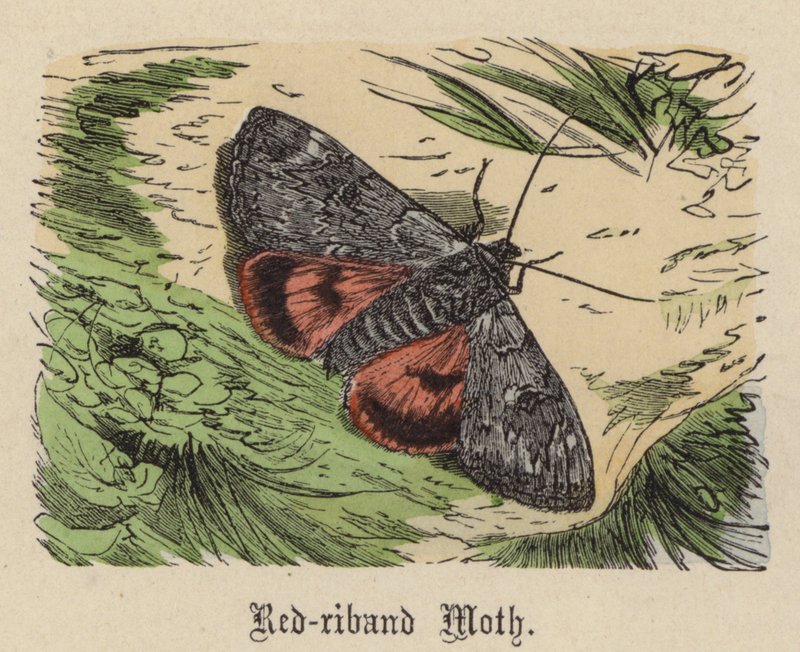 Red-riband Moth by Friedrich Specht
