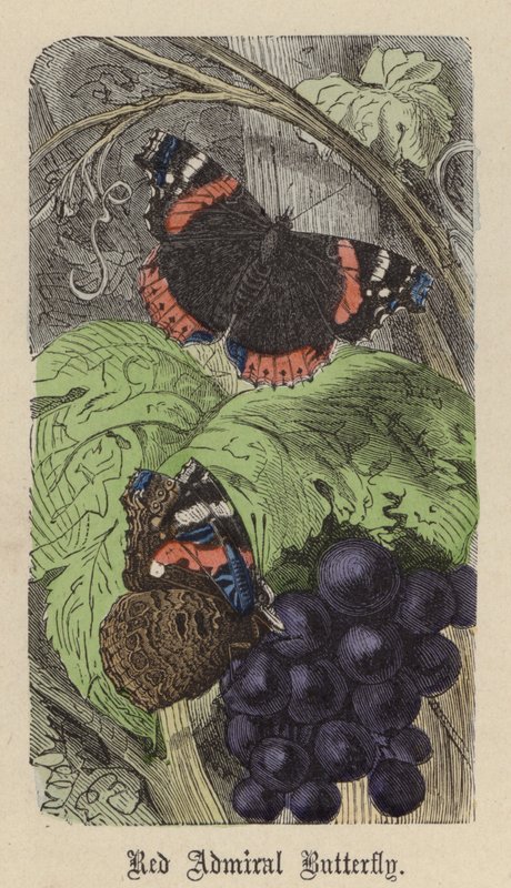 Red Admiral Butterfly by Friedrich Specht