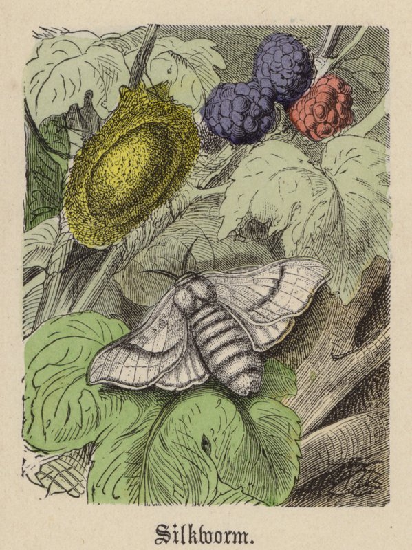 Silkworm by Friedrich Specht