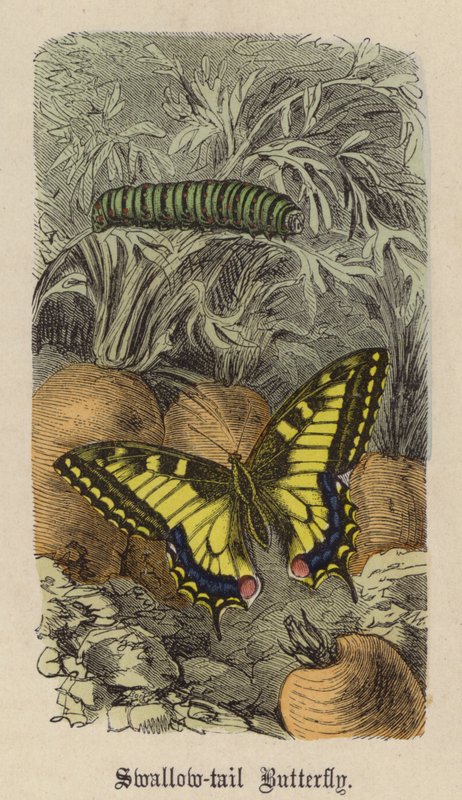 Swallow-tail Butterfly by Friedrich Specht
