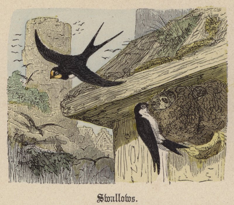 Swallows by Friedrich Specht