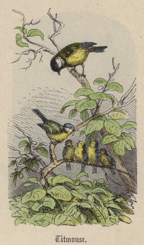 Titmouse by Friedrich Specht