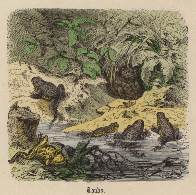 Toads by Friedrich Specht