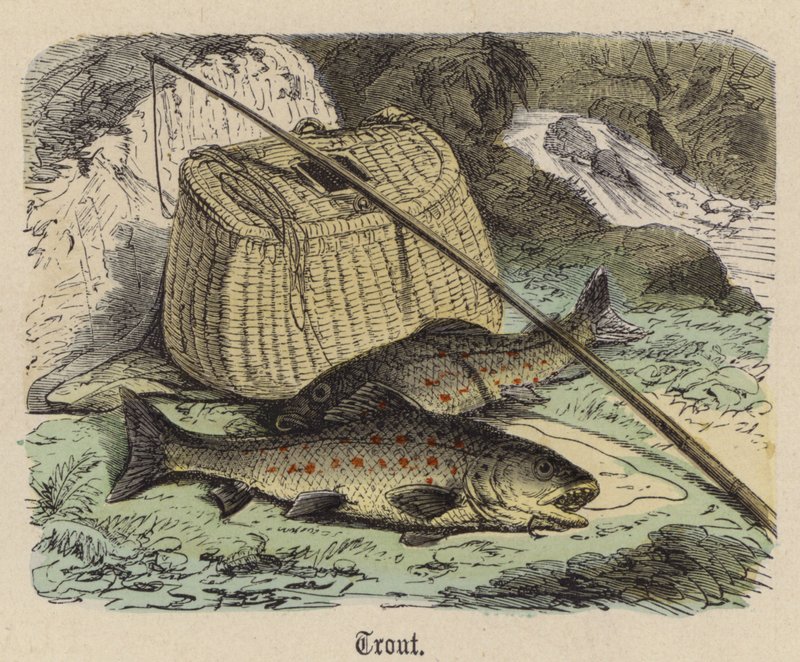 Trout by Friedrich Specht