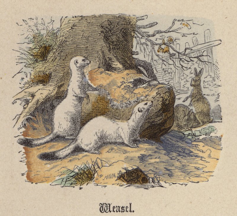 Weasel by Friedrich Specht