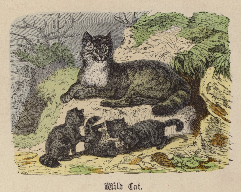 Wild Cat by Friedrich Specht