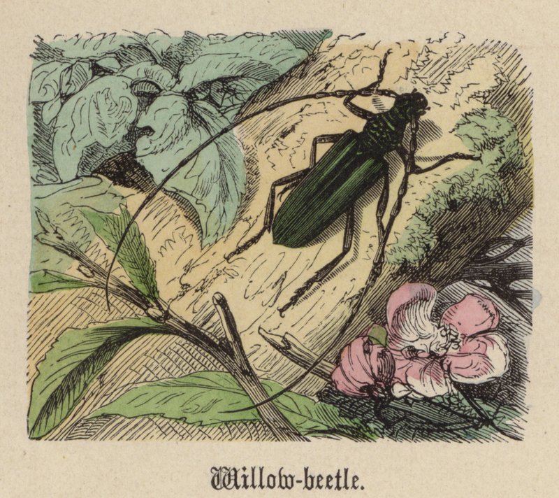 Willow-beetle by Friedrich Specht