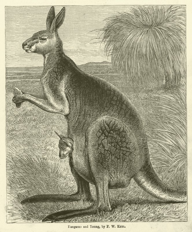 Kangaroo and Young by Friedrich Wilhelm Keyl