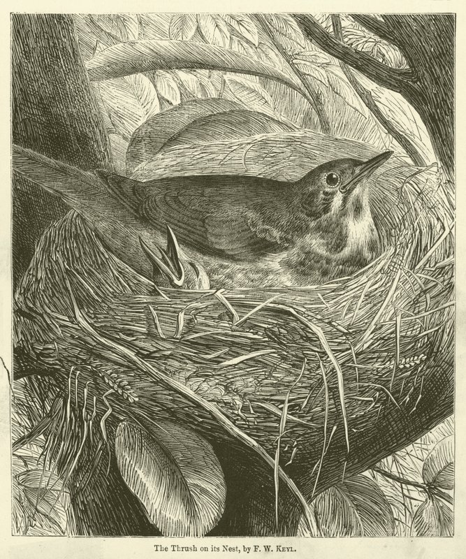 The Thrush on its Nest by Friedrich Wilhelm Keyl