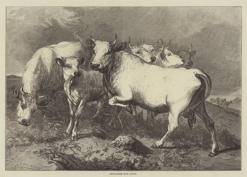 Chillingham Wild Cattle by George Bouverie Goddard