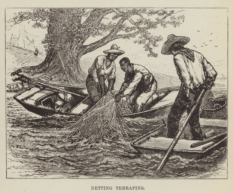 Netting Terrapins by George Augustus Sala