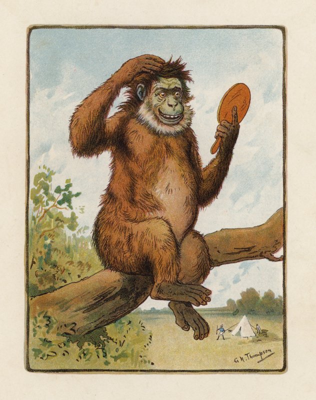 The Ape by George Henry Thompson